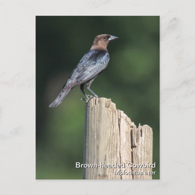 Postal Cowbird (Anverso)