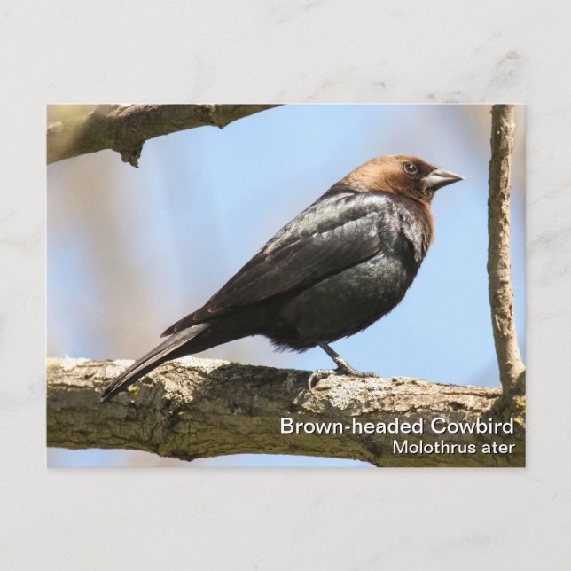 Postal Cowbird (Anverso)