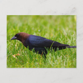 Postal Cowbird de cabeza marrón (agua de Moldavia)