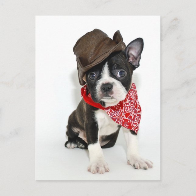 Postal Cowboy Boston (Anverso)