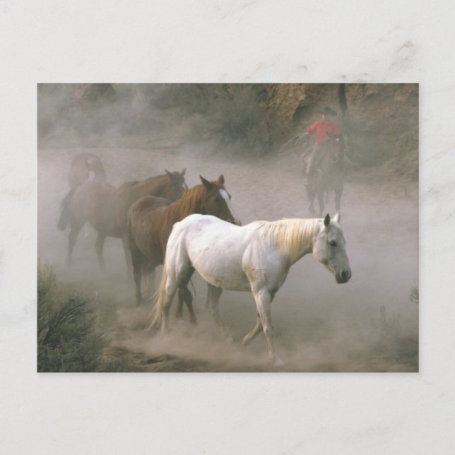 Postal Cowboy Herding (Anverso)