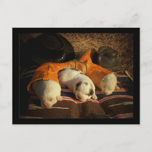 Postal Cowboy Puppies