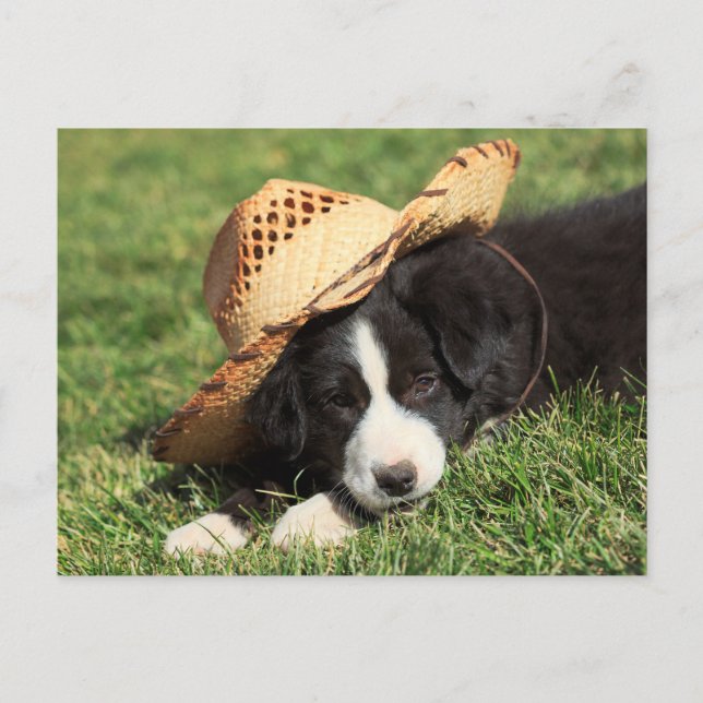Postal Cowboy Puppy (Anverso)