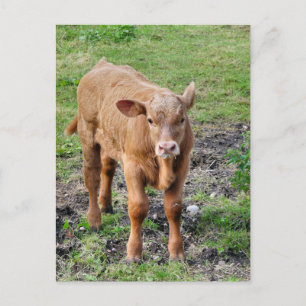 POSTAL COWS