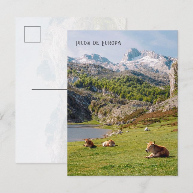 Postal Cows by the Lakes of Covadonga, Asturias travel (Anverso / Reverso)