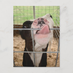 Postal CowTongue