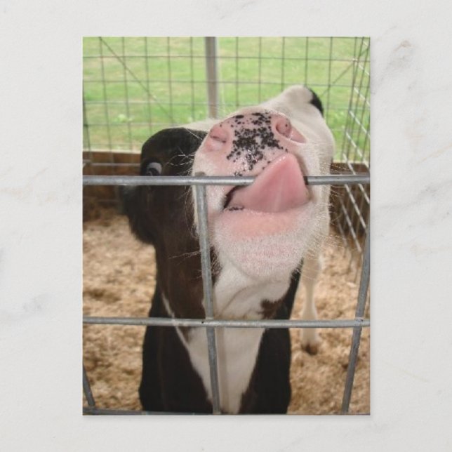 Postal CowTongue (Anverso)