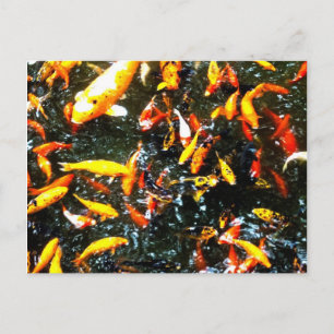Postal Coy Fish