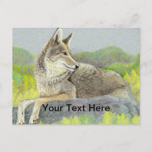 Postal Coyote