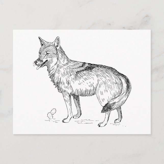 Postal Coyote (Anverso)