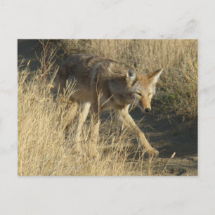 Postal Coyote Andador R14