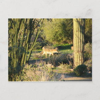 Postal Coyote_at_dawn