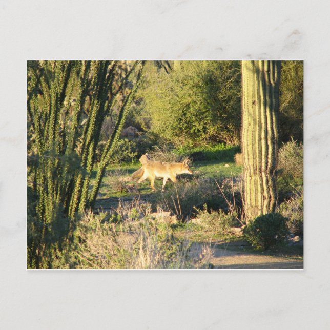 Postal Coyote_at_dawn (Anverso)