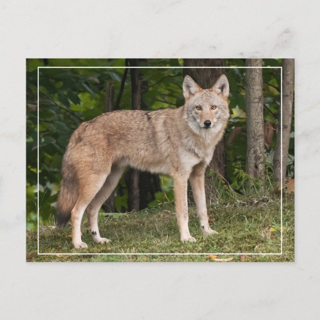Postal Coyote Beautiful (Anverso)