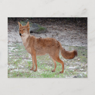 Postal Coyote (Dakota del Sur)