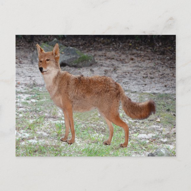 Postal Coyote (Dakota del Sur) (Anverso)