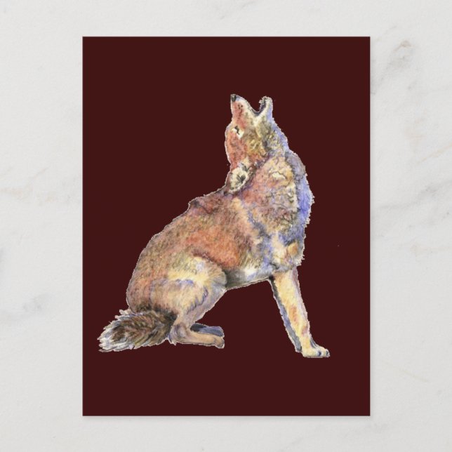 Postal Coyote de agua, animal, fauna natural (Anverso)