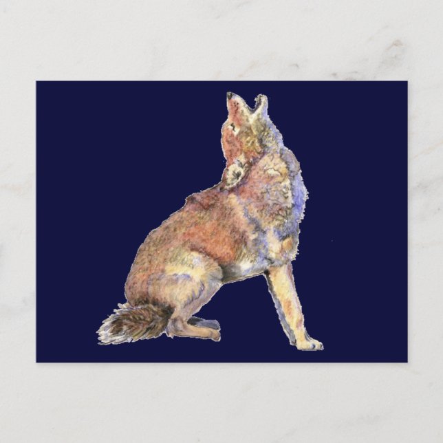 Postal Coyote de agua, animal, fauna natural (Anverso)