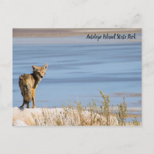 Postal Coyote en el Parque Estatal Antelope Island