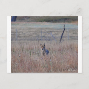Postal Coyote en el Parque Nacional de la Cueva del Vient