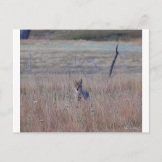 Postal Coyote en el Parque Nacional de la Cueva del Vient