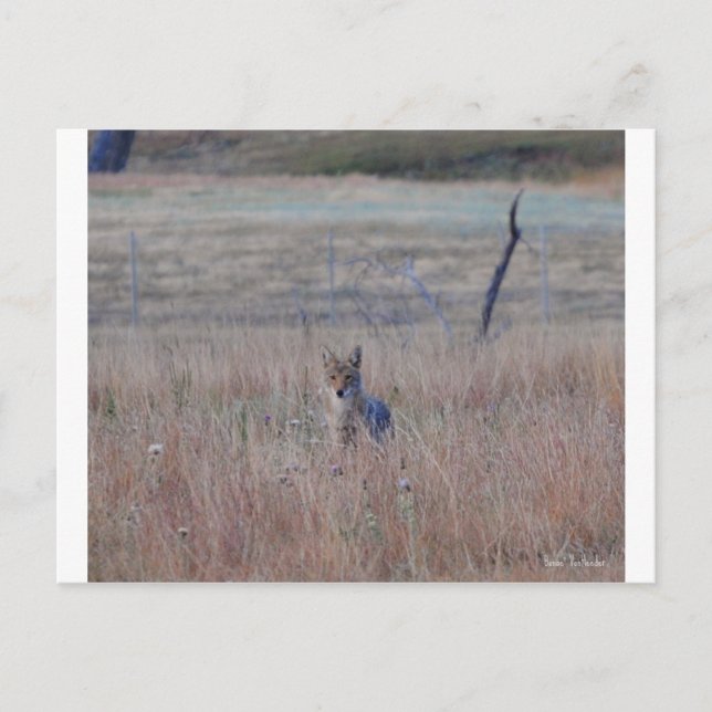 Postal Coyote en el Parque Nacional de la Cueva del Vient (Anverso)