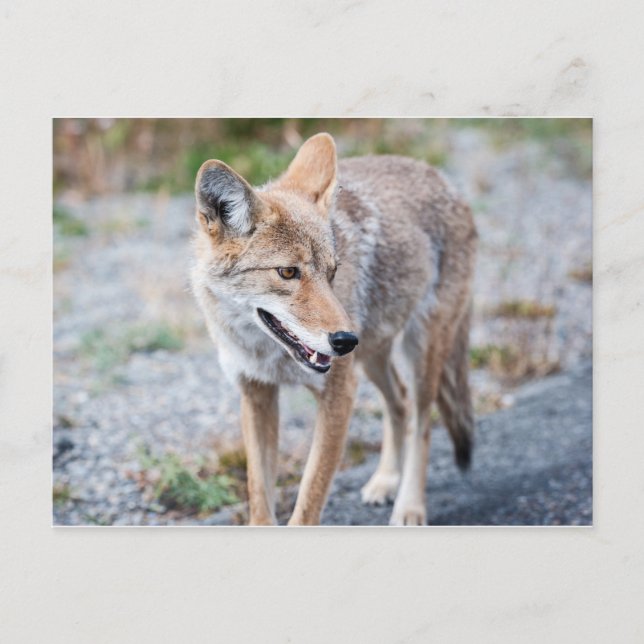Postal Coyote en el Parque Nacional Yellowstone (Anverso)