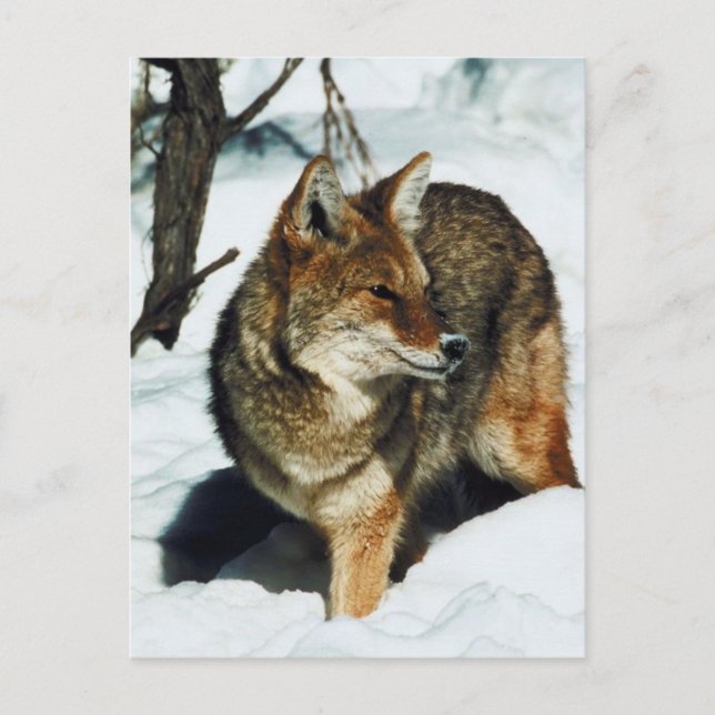 Postal Coyote en nieve (Anverso)