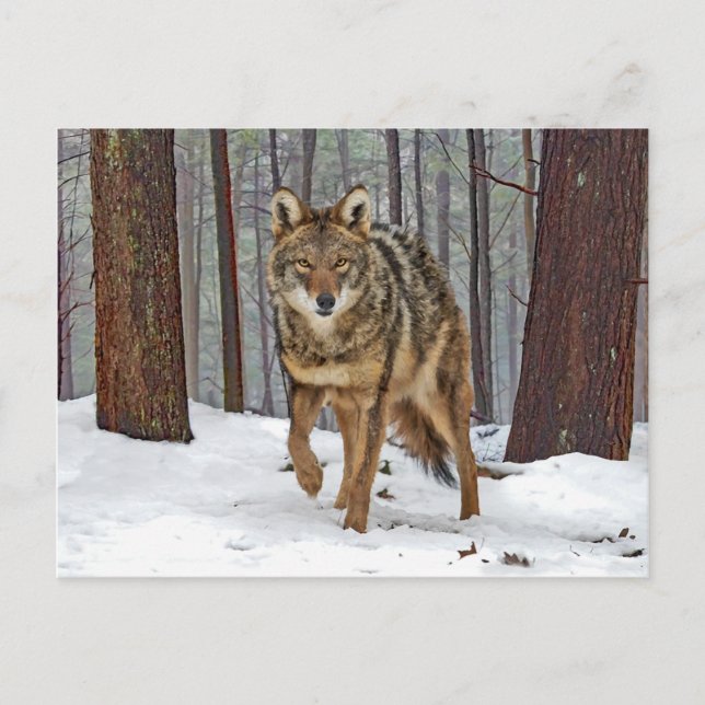 Postal "Coyote In Pines" (Anverso)