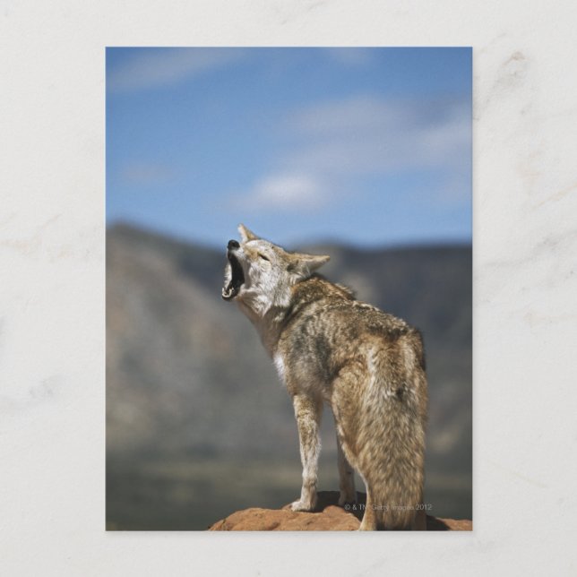 Postal Coyote que grita del punto álgido (Anverso)