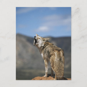 Postal Coyote que grita del punto álgido
