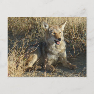 Postal Coyote R18 Acostado