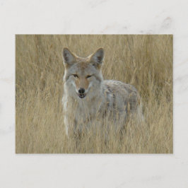 Postal Coyote R2 en grano alto