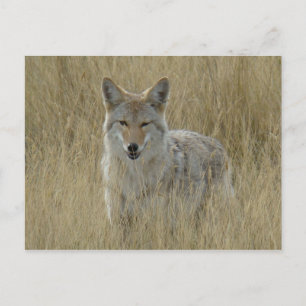 Postal Coyote R2 en hierba alta