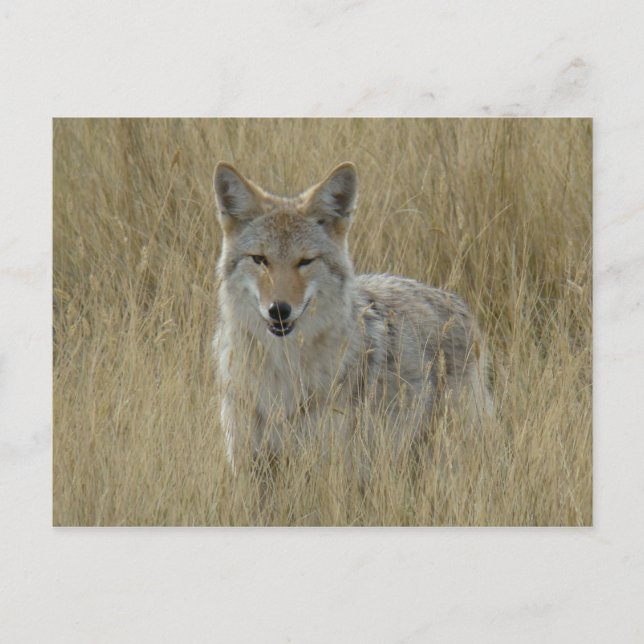 Postal Coyote R2 en hierba alta (Anverso)