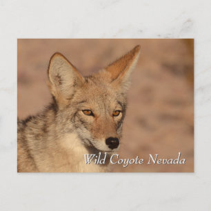 Postal Coyote salvaje en el desierto de Nevada