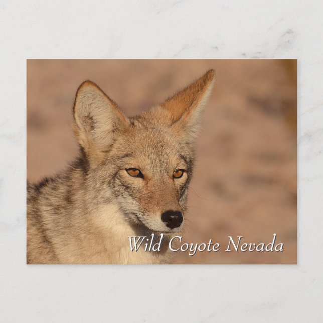 Postal Coyote salvaje en el desierto de Nevada (Anverso)