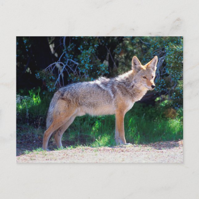 Postal Coyote se para a lo largo de un camino (Anverso)