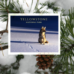 Postal Coyote solitario en nieve, Huellas Yellowstone NP,