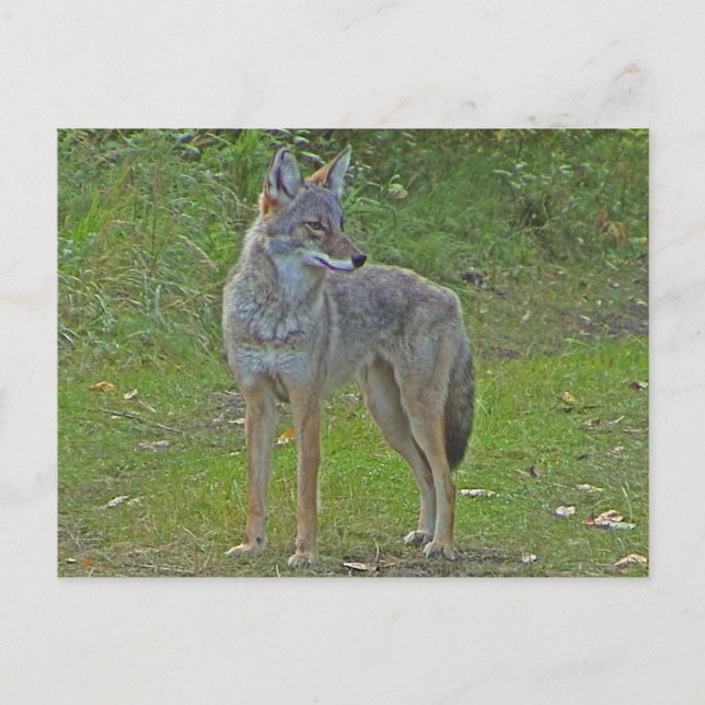 Postal Coyote (vista lateral) (Anverso)