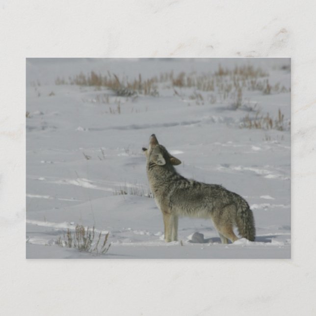 Postal Coyote Wildlife Series # 6 Postcard (Anverso)