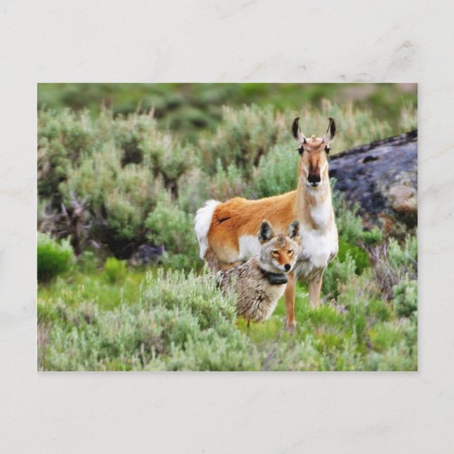 Postal Coyote Y Antelope En El Parque Yellowstone (Anverso)