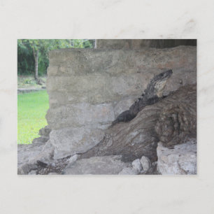 Postal Cozumel Lizard