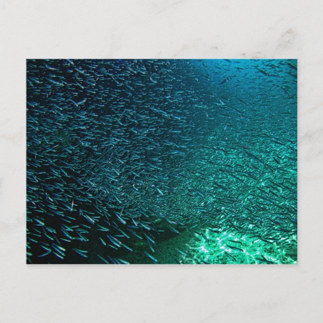 Postal Cozumel México (Anverso)