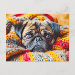 Postal Cozy Pug Wrapped in Knitted Blanket