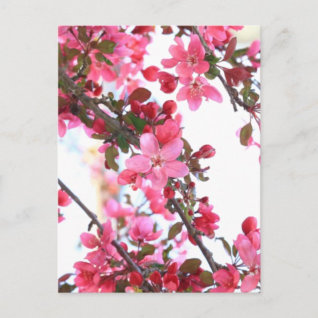 Postal Crabapple Beauty (Anverso)