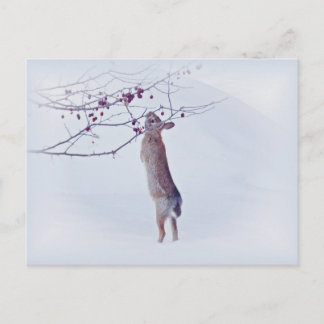 Postal Crabapple Bunny - Conejo