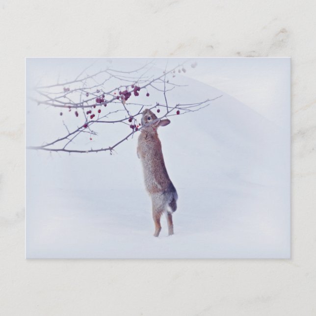 Postal Crabapple Bunny - Conejo (Anverso)