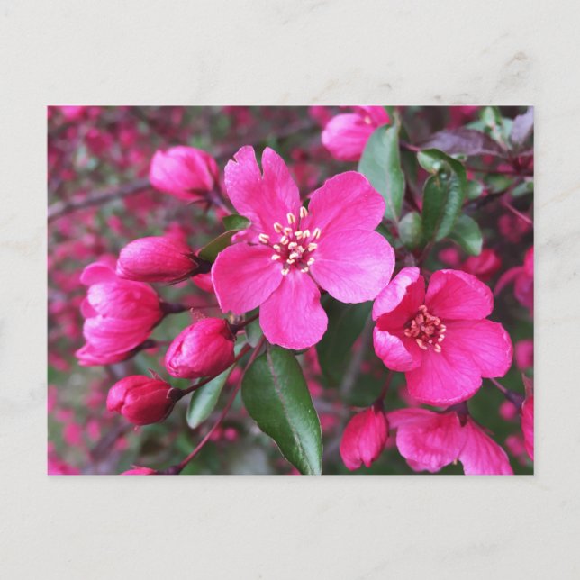 Postal Crabapple de floración rosa (Anverso)