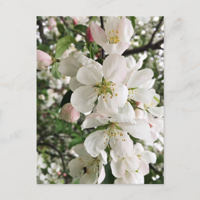 Postal Crabapple floreciente (Anverso)